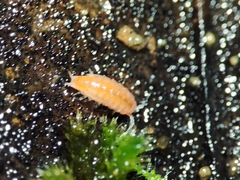 Trichoniscoides machadoi