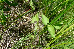 Ostericum palustre