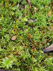 Bryoerythrophyllum recurvirostrum