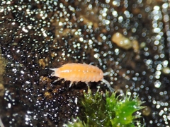 Trichoniscoides machadoi