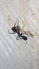 Camponotus cruentatus