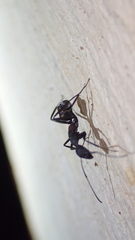 Camponotus cruentatus