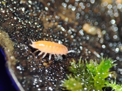 Trichoniscoides machadoi