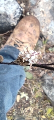 Acourtia tenoriensis