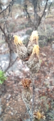 Acourtia tenoriensis