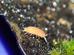 Trichoniscoides machadoi