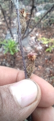 Acourtia tenoriensis