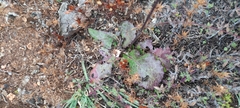 Acourtia tenoriensis