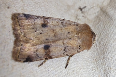 Cerastis faceta