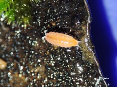 Trichoniscoides machadoi