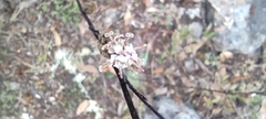 Acourtia tenoriensis