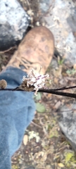 Acourtia tenoriensis