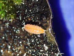 Trichoniscoides machadoi