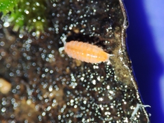 Trichoniscoides machadoi