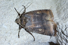 Cerastis faceta
