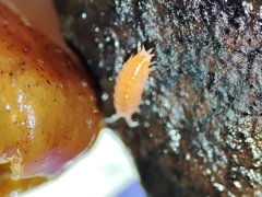 Trichoniscoides machadoi