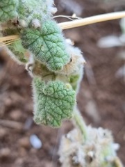 Pseudodictamnus africanus