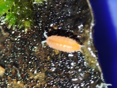 Trichoniscoides machadoi