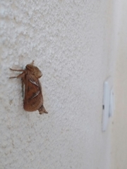 Triodia sylvina
