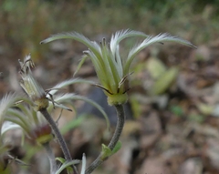 Clematis hedysarifolia