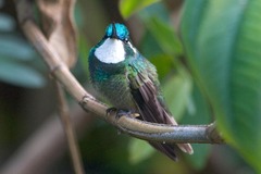 Lampornis castaneoventris