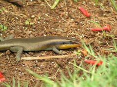 Trachylepis wahlbergii