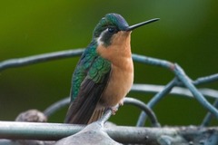 Lampornis castaneoventris