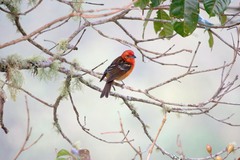 Piranga bidentata
