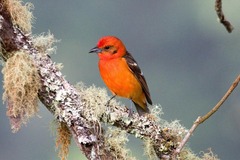 Piranga bidentata