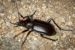 Calosoma peregrinator