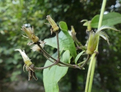 Clematis hedysarifolia
