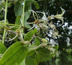Clematis hedysarifolia