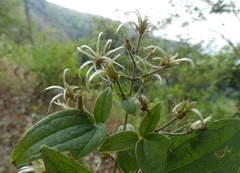 Clematis hedysarifolia