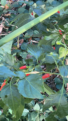 Capsicum annuum