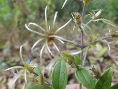 Clematis hedysarifolia