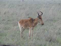 Alcelaphus buselaphus cokii