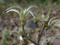 Clematis hedysarifolia