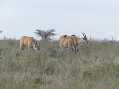 Tragelaphus oryx pattersonianus