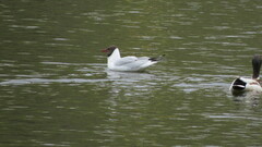 Chroicocephalus ridibundus