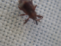 Anthonomus bituberculatus