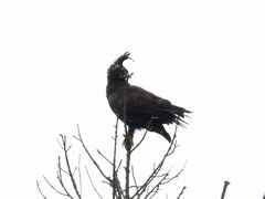 Lophaetus occipitalis