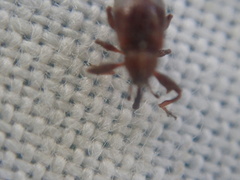 Anthonomus bituberculatus