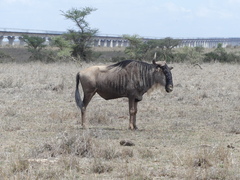 Connochaetes taurinus albojubatus