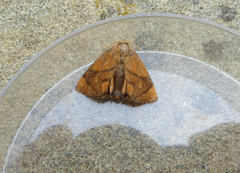 Apoda limacodes