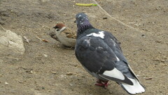 Columba livia domestica