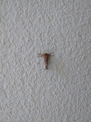 Triodia sylvina