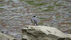Motacilla alba