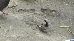 Passer domesticus