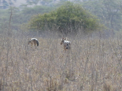 Lupulella mesomelas schmidti