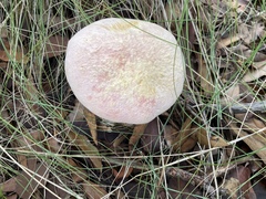 Butyriboletus pulchriceps